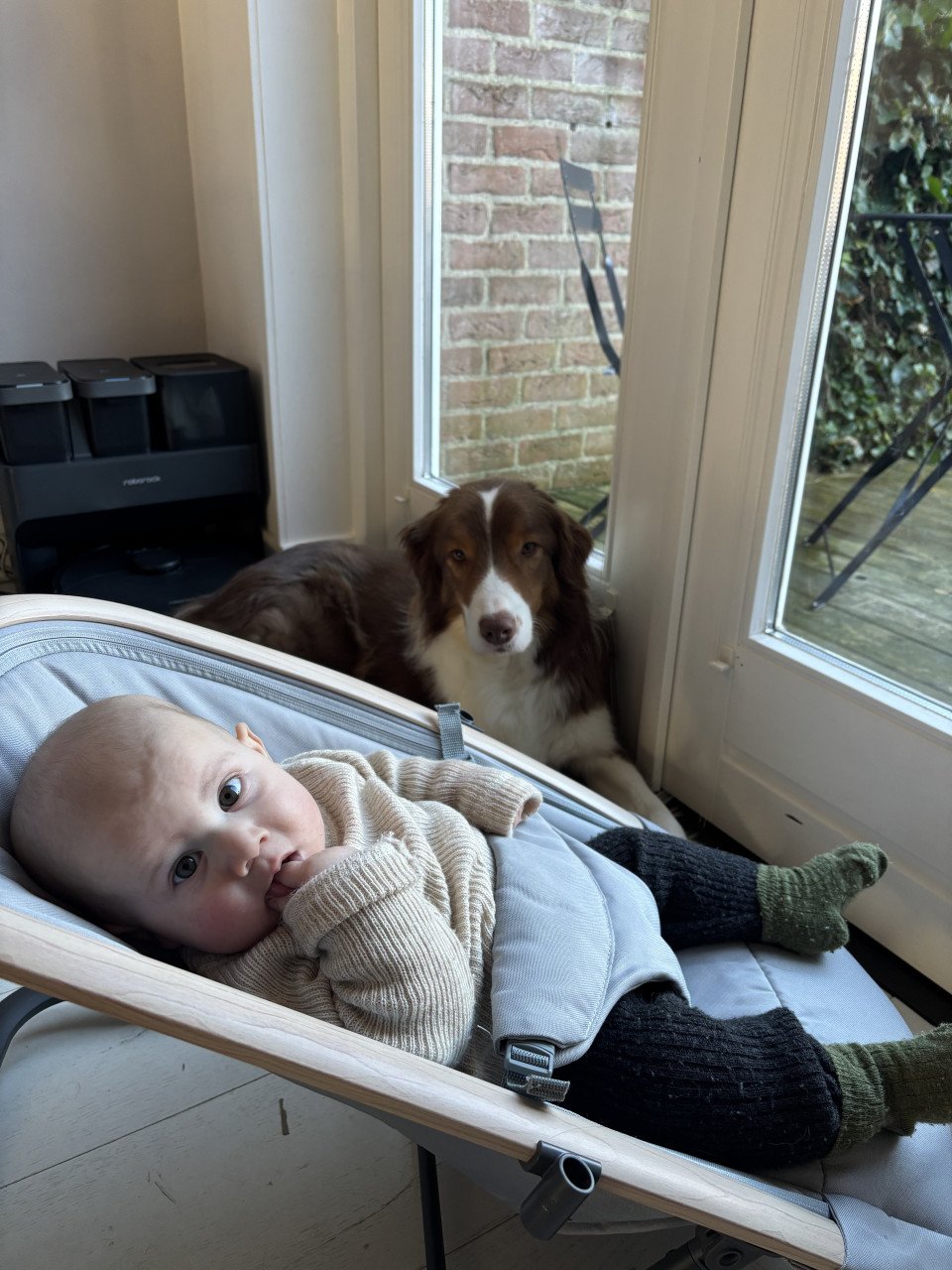 Border Collie Lowie ter adoptie/ herplaatsing