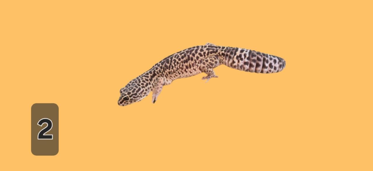 TE KOOP verschillende reptielen