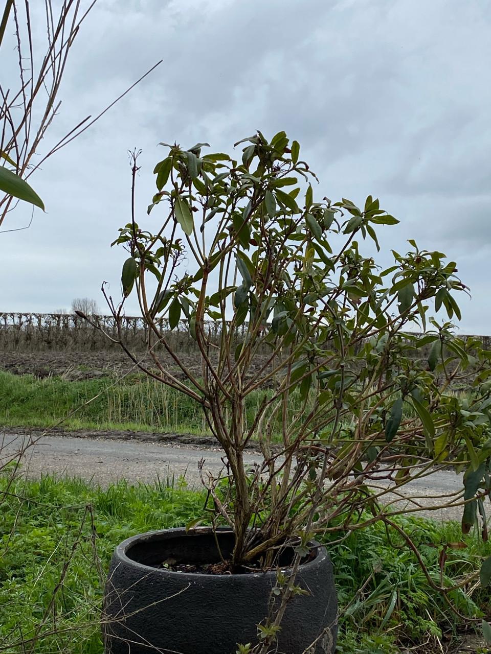 Grote pot met rhododendron