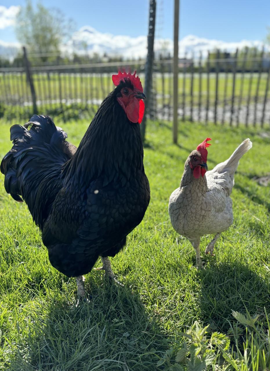 Verschillende kleuren broedeieren.