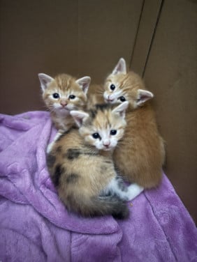 Kittens
