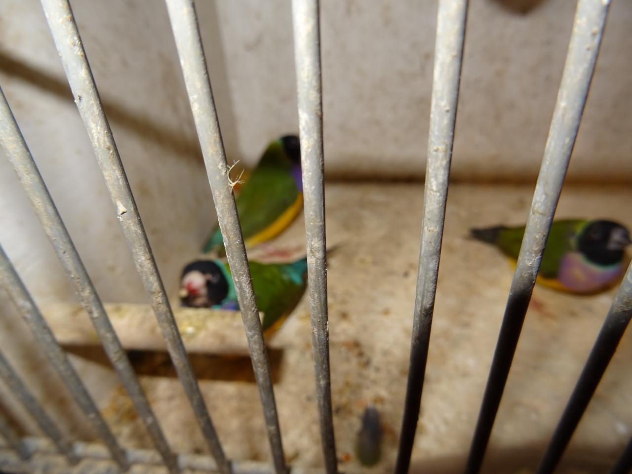 Te koop een paar losse gouldamadine poppen overjarige