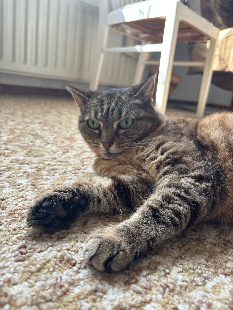 Nieuw thuis gezocht voor poes Flipje!
