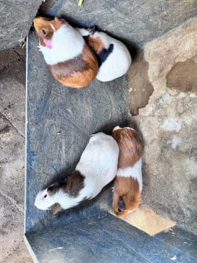 Cavia vrouwtjes volwassen