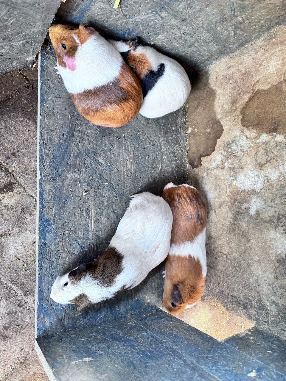 Cavia vrouwtjes volwassen