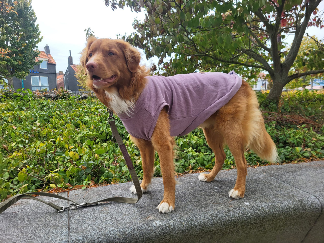 Honden modeshow in Sluis