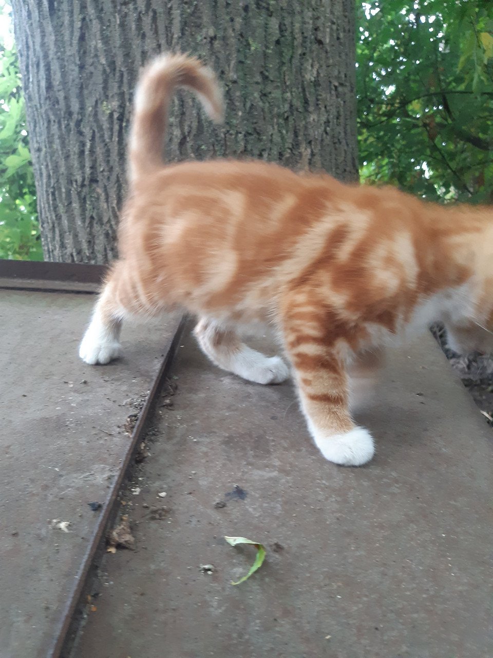 Mooie rustige Kitten