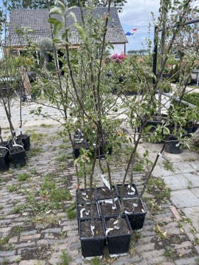 Appelboom golden delicious laagstam
