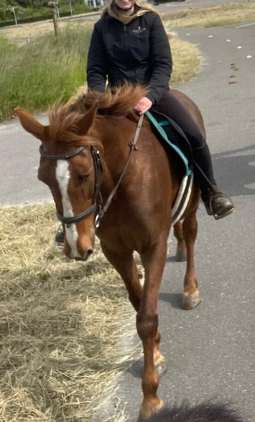 Fijne vos merrie te koop