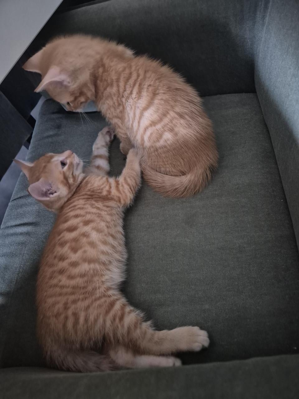 Rode Kitten