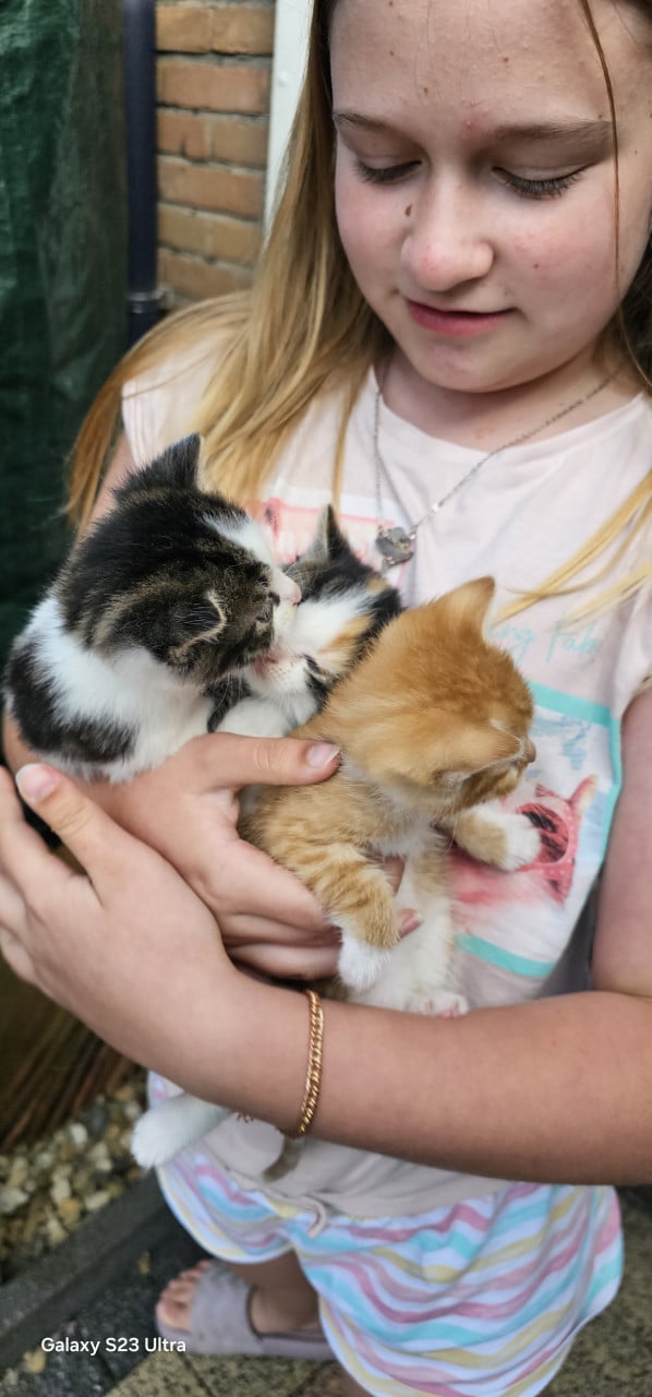 Kittens zoeken een warm thuis 🐾