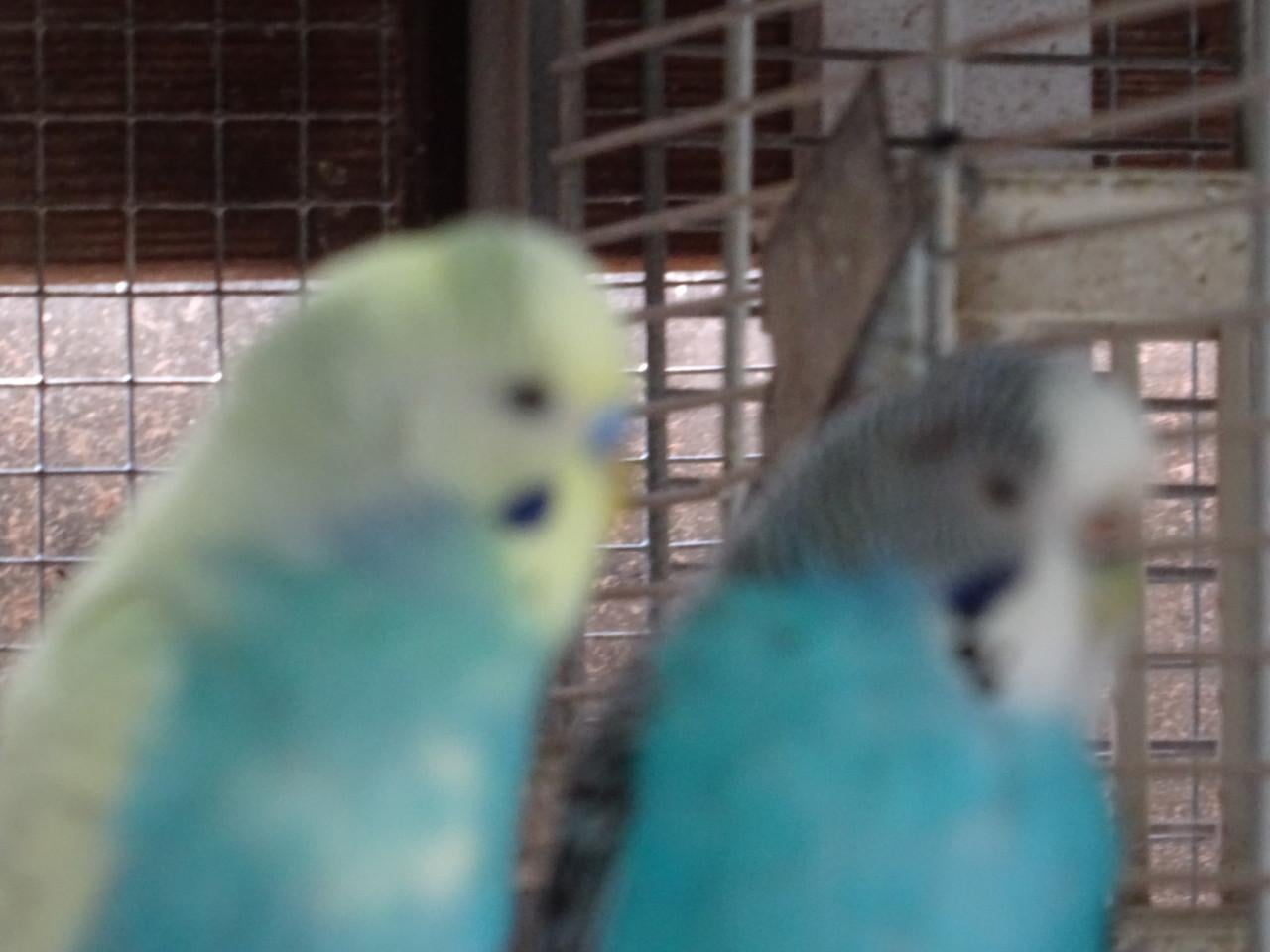 Te koop prachtige grasparkieten  broedrijp  p/st €6.00