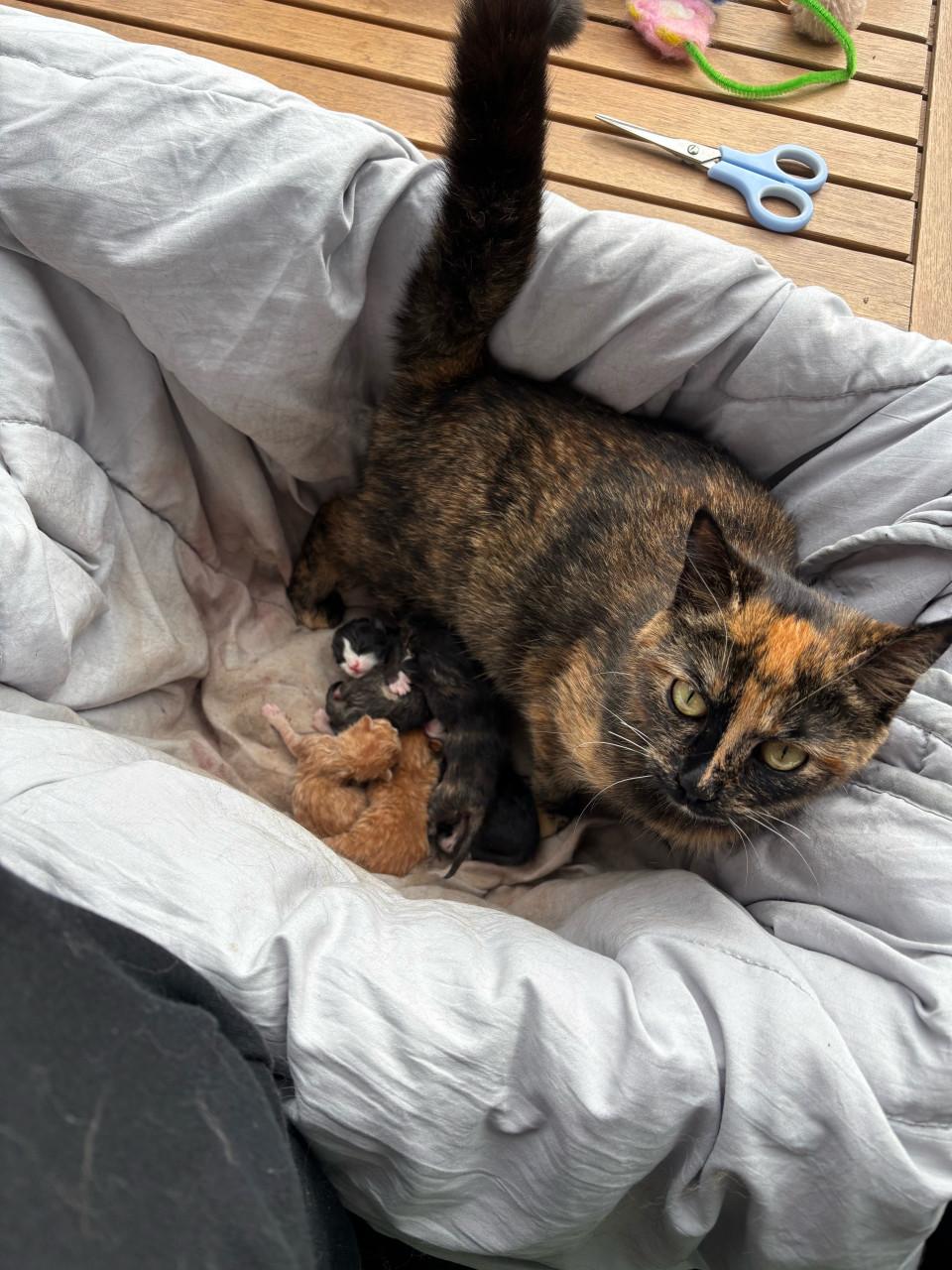 Lieve kittens