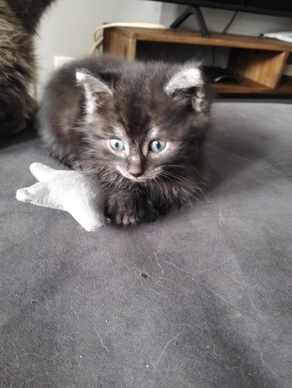 Kitten - mannetje