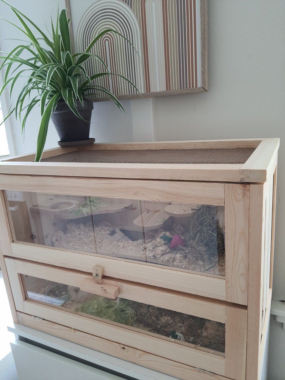 Hamsterkooi