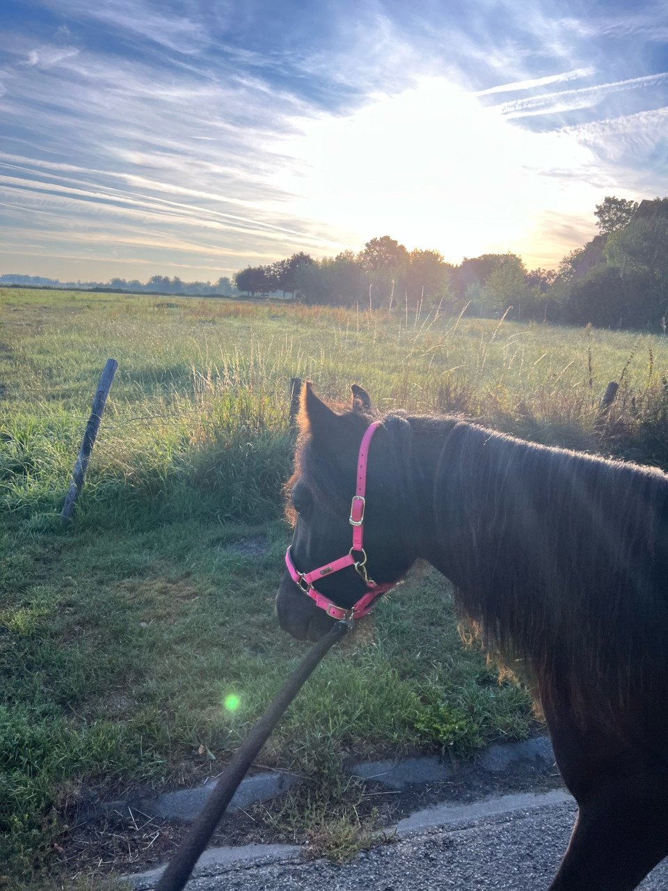 Knappe Fell pony merrie