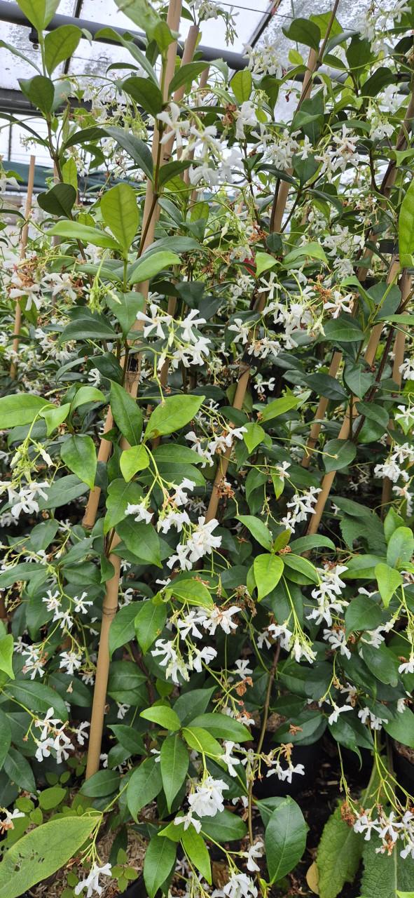 Toscaanse jasmijn,  wintergroene klimplant