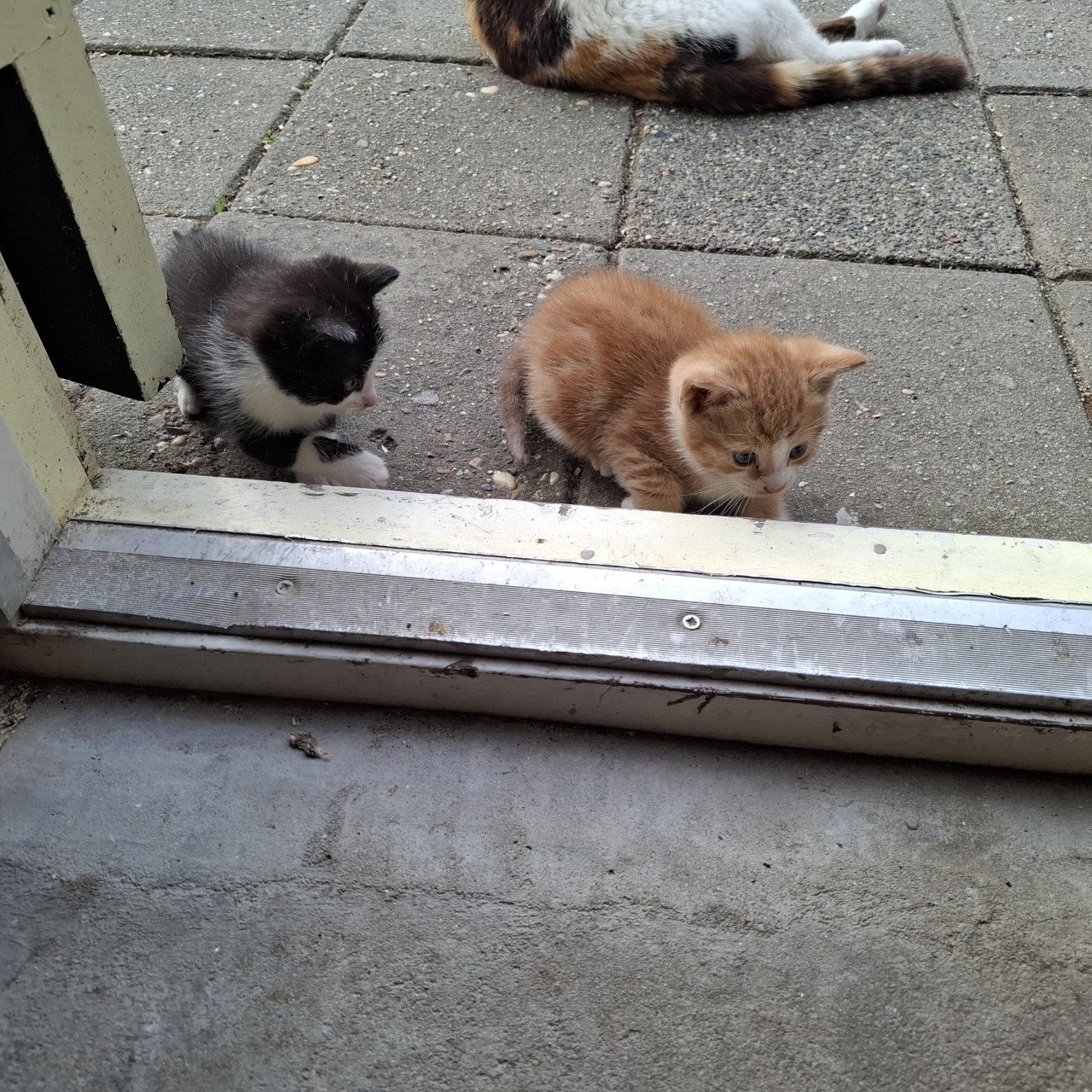 Kittens