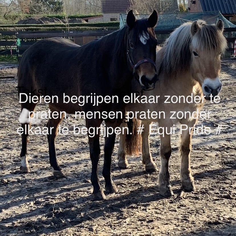 #Equi Pride# rust en ontspanning voor jouw en je paard?