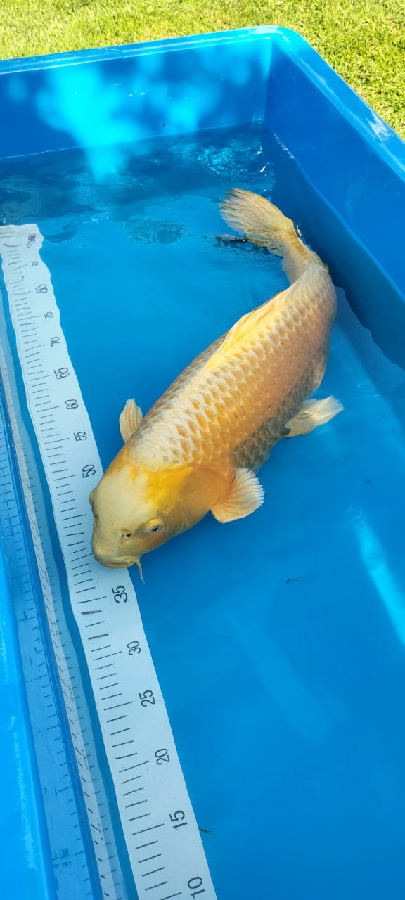 Yamabuki 63 cm