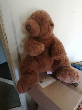Gratis af te halen : Teddybeer knuffel
