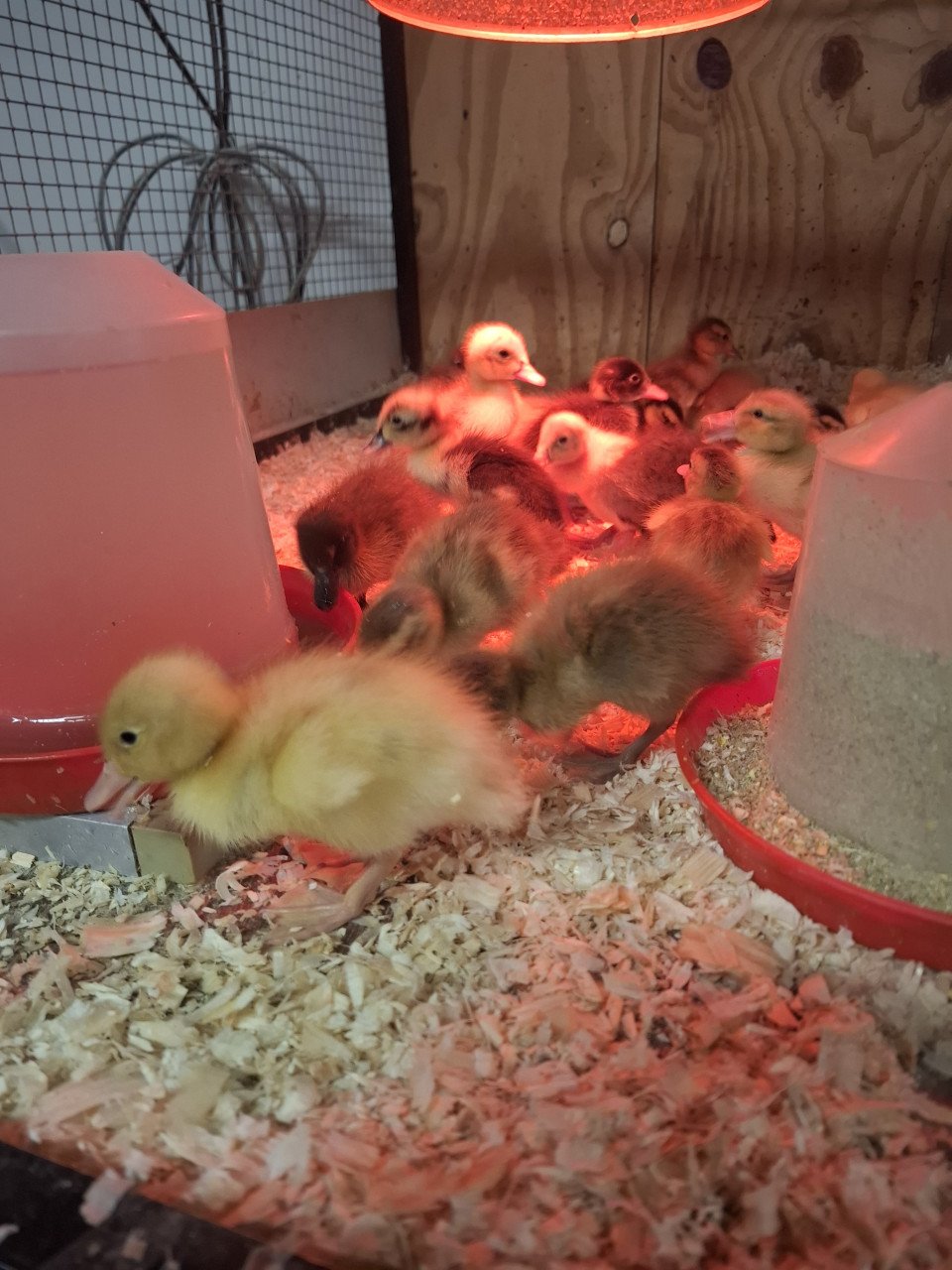 Volop jonge loopeendjes