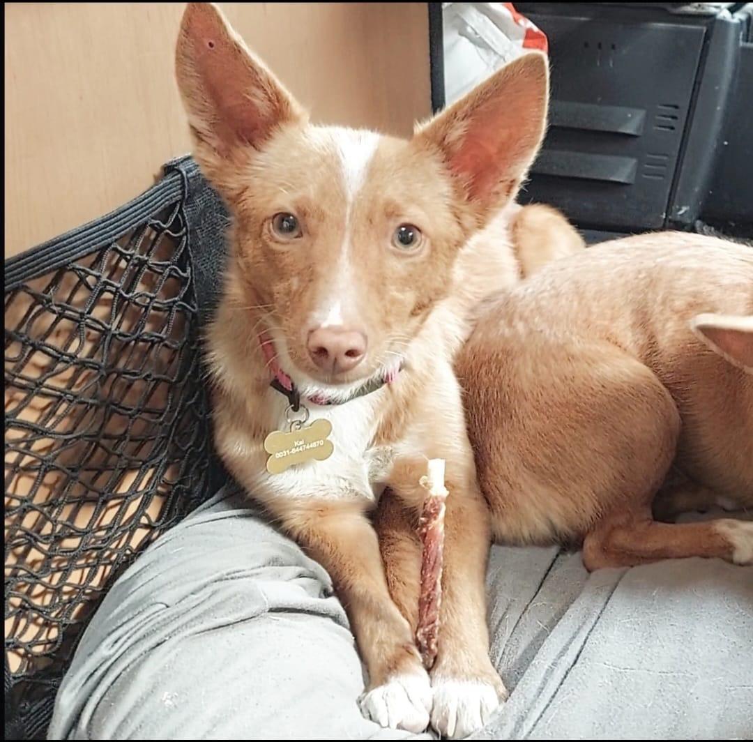 Lennie en Lennox zoeken een lief baasje!