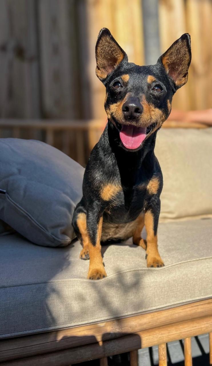 Hondenoppas voor lieve Jack Russell(mix) gezocht!