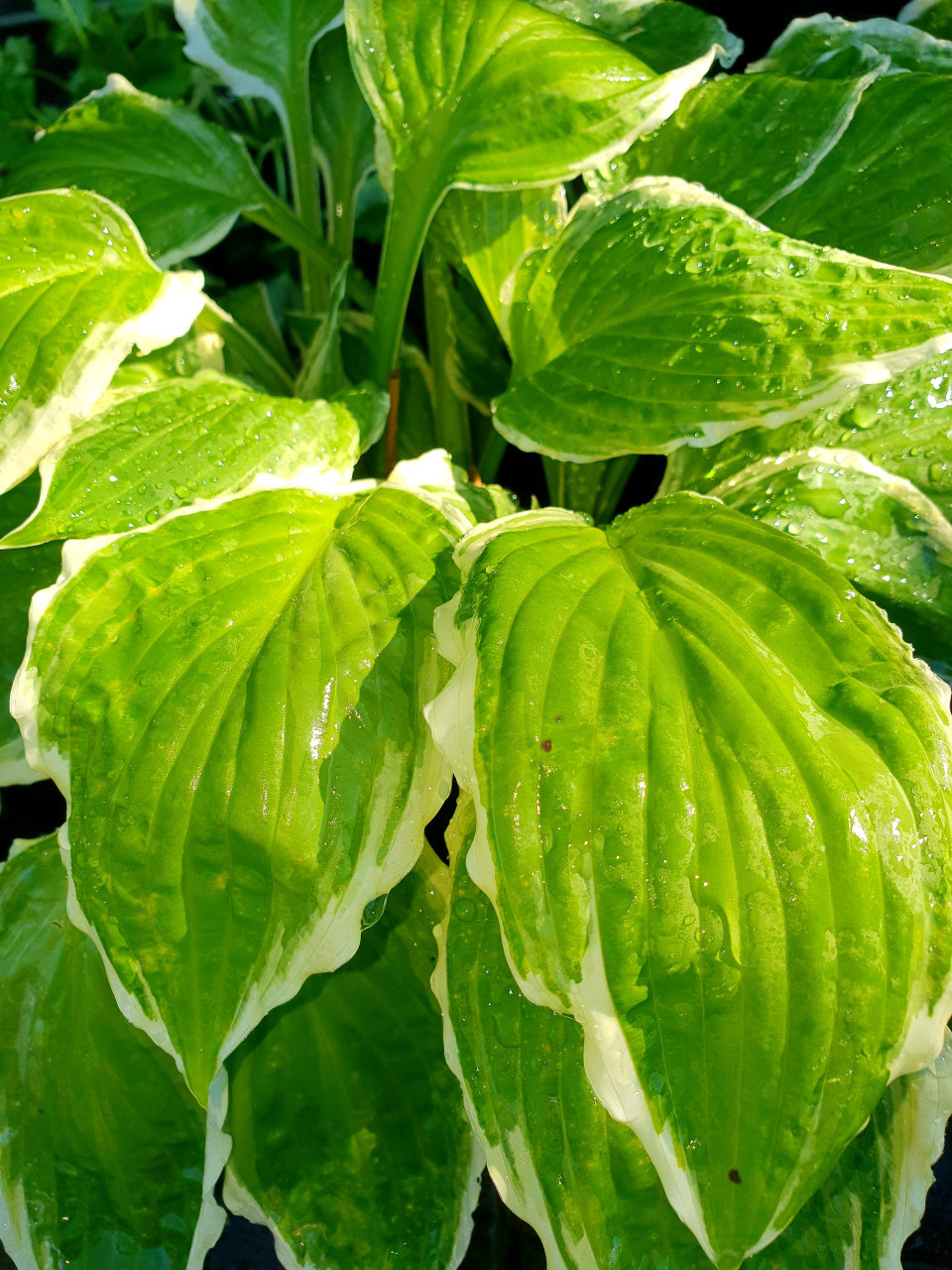 Lelietje-van-Dalen en Hosta's