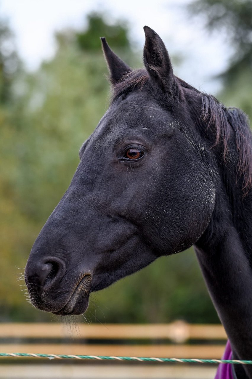 Te koop zwarte 10 jarige KWPN merrie