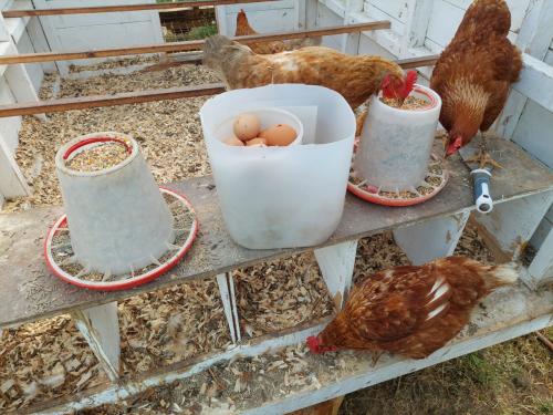 Biologische legkippen en hanen