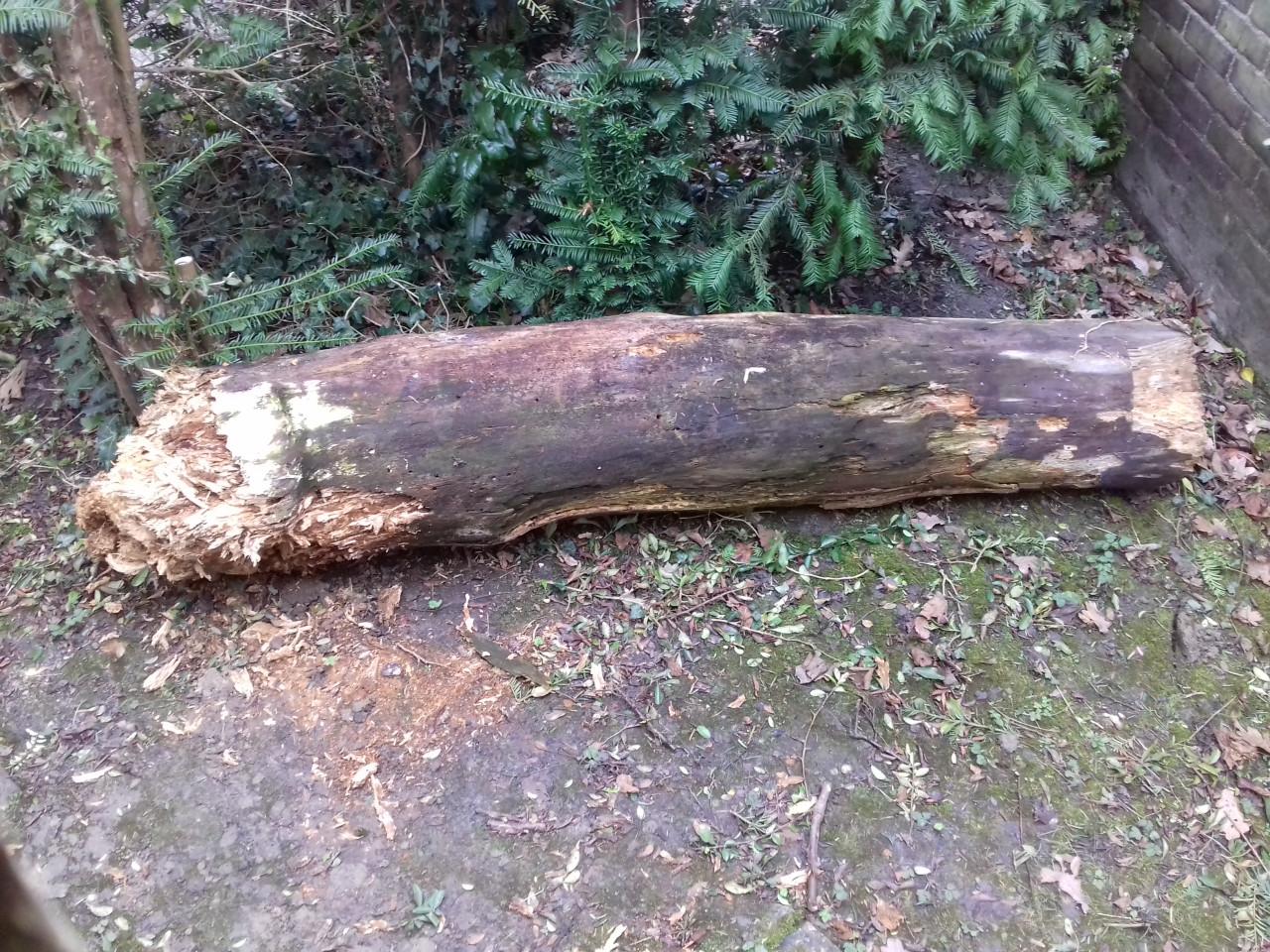 Boomstam 33 x 175 cm