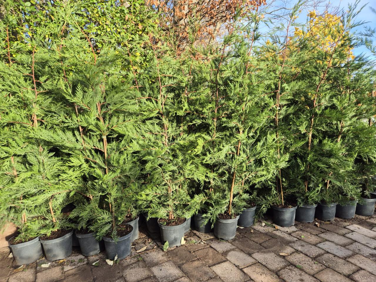 Leylandii coniferen 125-150 cm potgekweekt ruime voorraad!