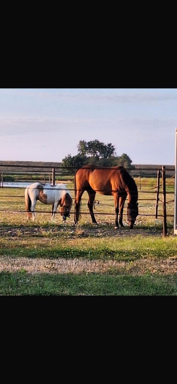 # Duo draver en pony #
