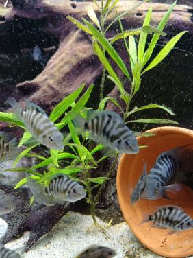 Zebra cichliden