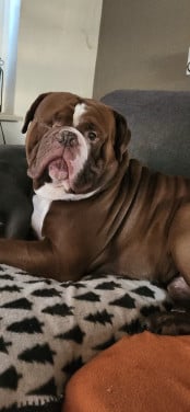 Gezocht goed huis voor Amerikaanse bulldog