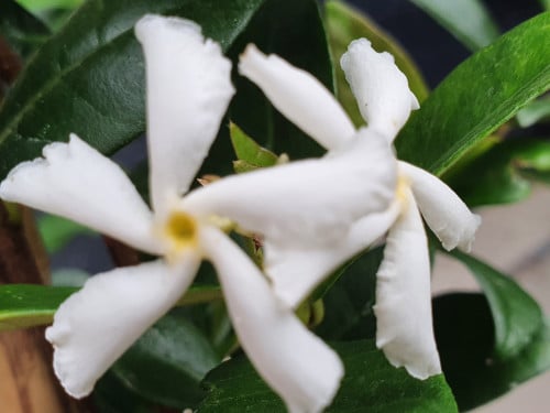 Toscaanse jasmijn, oleanders en meer