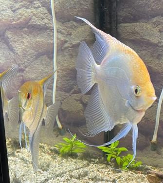 Koppeltje maanvissen