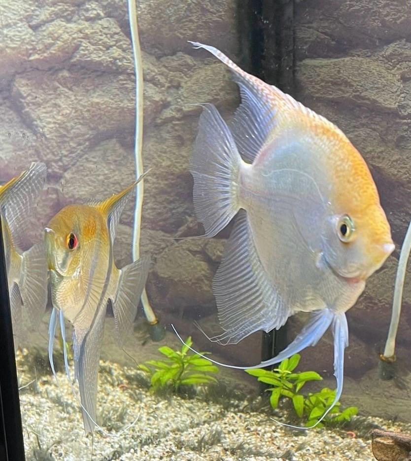 Koppeltje maanvissen