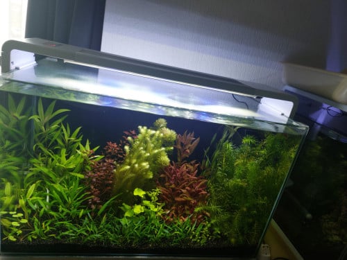 Aquarium planten