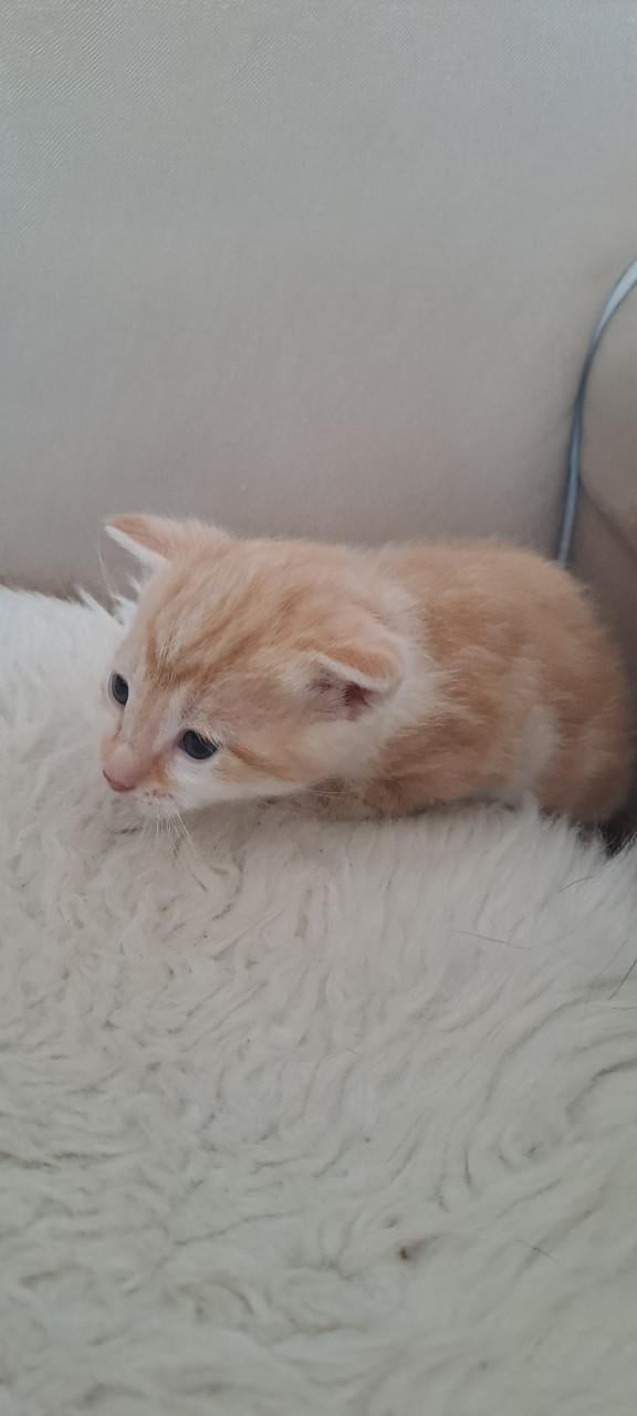 5 schattige kittens