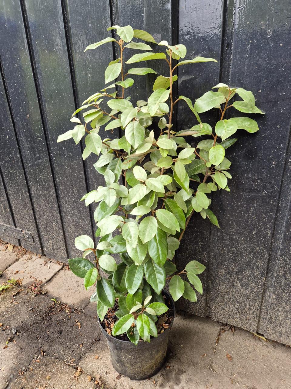 Olijfwilg, potgekweekte haagplanten 70-80 cm