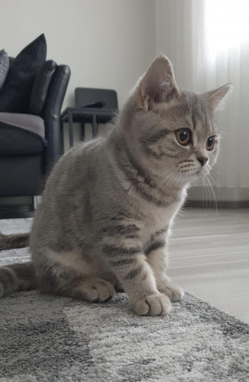 2 lieve kittens