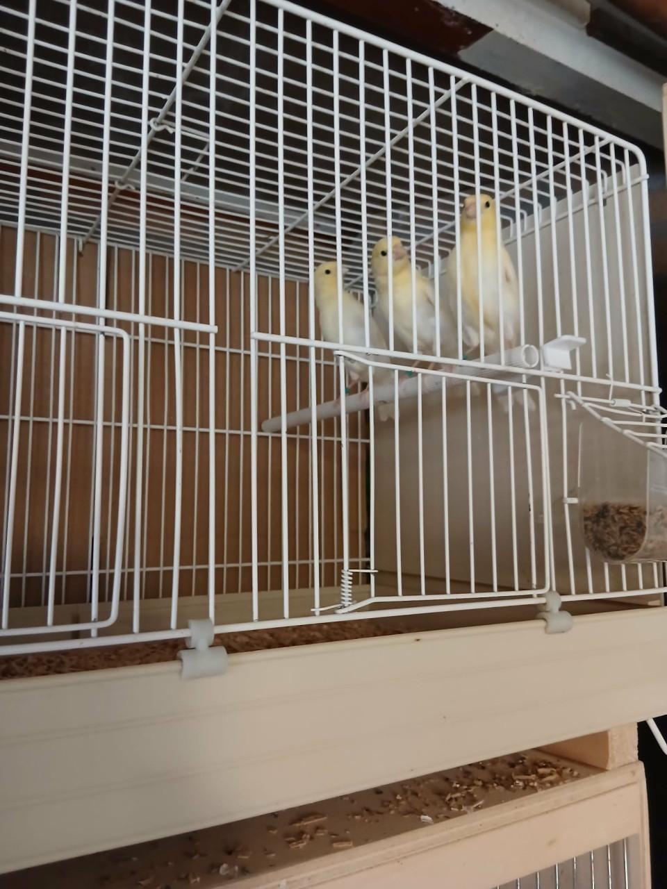 Te koop jonge kanarie,s