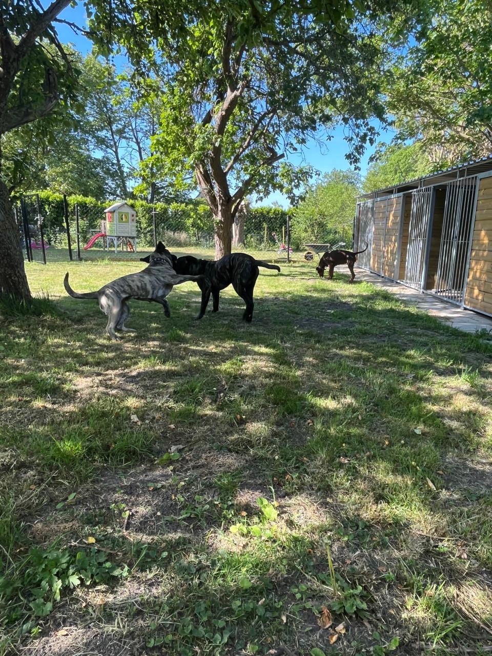 Honden logeerplek/pension/opvang