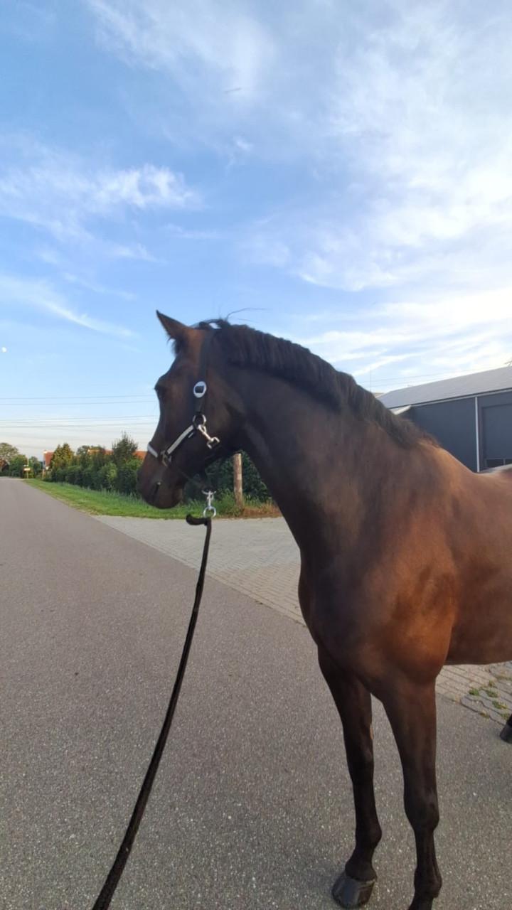 Weidemaatje paard