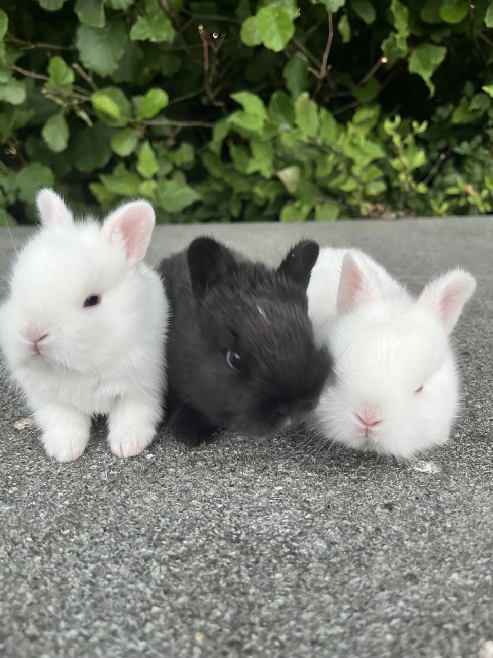 Baby konijnen