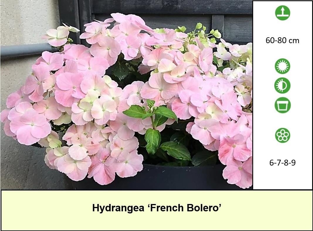 Mooie Hortensia's te diverse kleuren en soorten ! Nu 3 voor €10,-