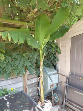 Hele grote Bananenplant in pot. 250 cm hoog.