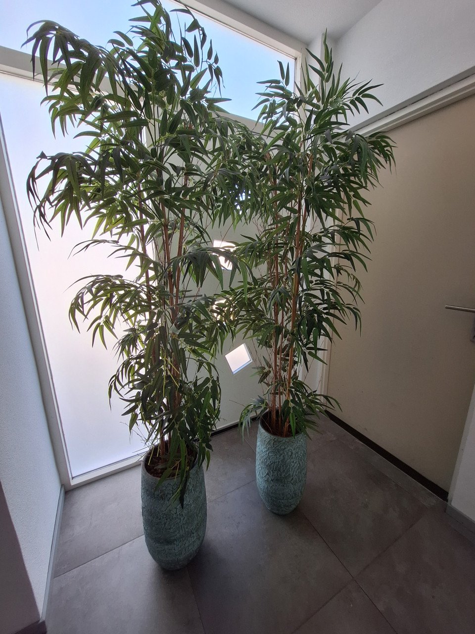 Bloempotten met bamboeplant